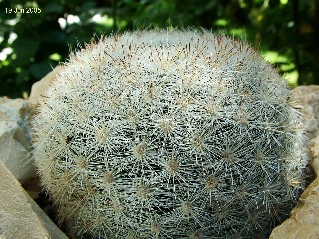 Mammillaria _candida_ 02